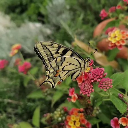 Il Rosmarino בית נופש